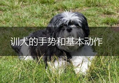 训犬的手势和基本动作