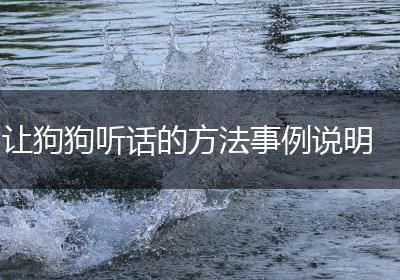让狗狗听话的方法事例说明