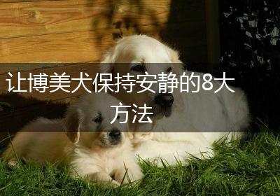 让博美犬保持安静的8大方法