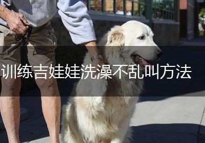 训练吉娃娃洗澡不乱叫方法