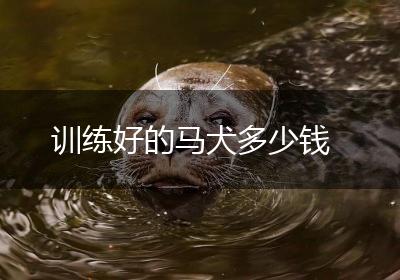 训练好的马犬多少钱