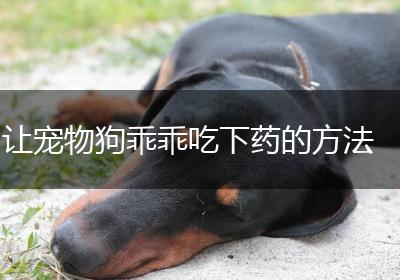 让宠物狗乖乖吃下药的方法