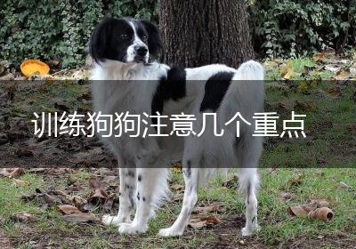 训练狗狗注意几个重点