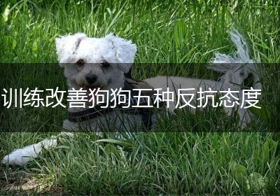 训练改善狗狗五种反抗态度
