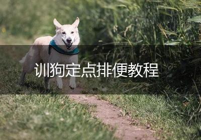 训狗定点排便教程