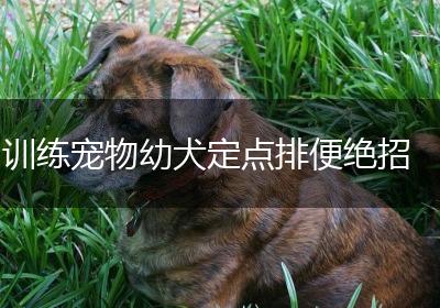 训练宠物幼犬定点排便绝招