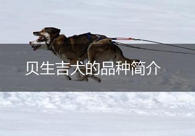 贝生吉犬的品种简介