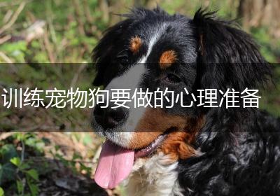 训练宠物狗要做的心理准备
