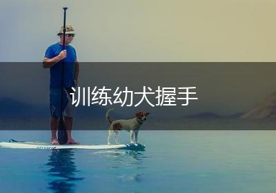 训练幼犬握手