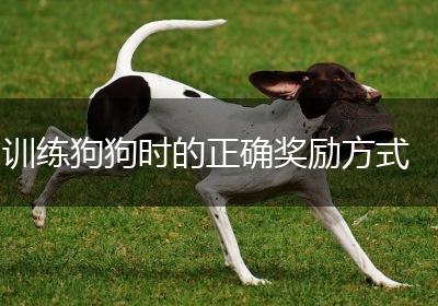 训练狗狗时的正确奖励方式