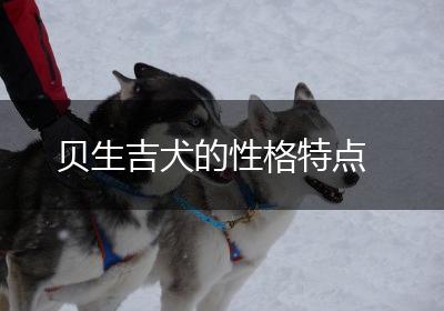 贝生吉犬的性格特点
