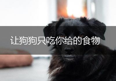让狗狗只吃你给的食物