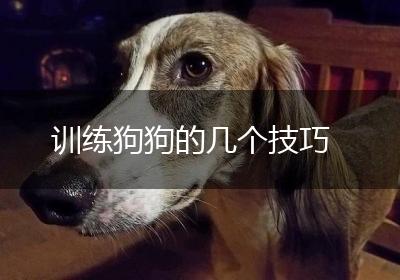 训练狗狗的几个技巧