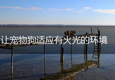 让宠物狗适应有火光的环境