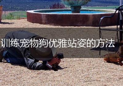 训练宠物狗优雅站姿的方法