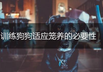 训练狗狗适应笼养的必要性