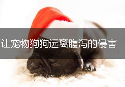让宠物狗狗远离腹泻的侵害