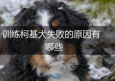训练柯基犬失败的原因有哪些