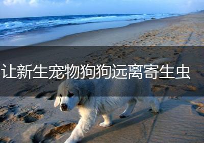 让新生宠物狗狗远离寄生虫