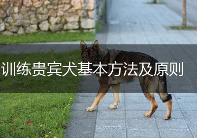 训练贵宾犬基本方法及原则