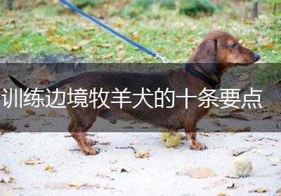 训练边境牧羊犬的十条要点