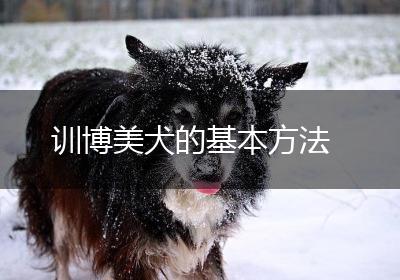 训博美犬的基本方法