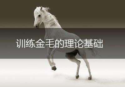 训练金毛的理论基础