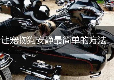 让宠物狗安静最简单的方法