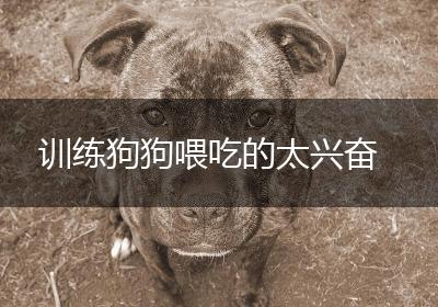 训练狗狗喂吃的太兴奋