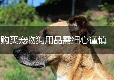 购买宠物狗用品需细心谨慎