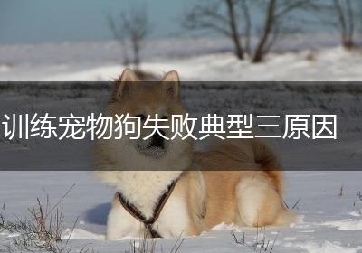 训练宠物狗失败典型三原因
