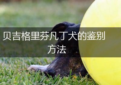 贝吉格里芬凡丁犬的鉴别方法