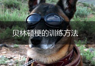 贝林顿梗的训练方法