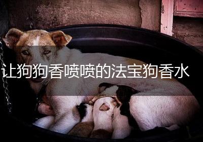 让狗狗香喷喷的法宝狗香水