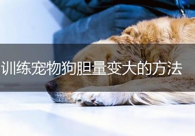 训练宠物狗胆量变大的方法