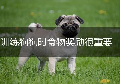 训练狗狗时食物奖励很重要