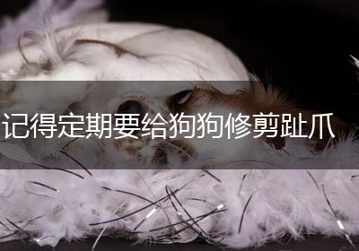 记得定期要给狗狗修剪趾爪