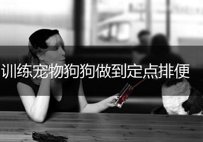 训练宠物狗狗做到定点排便