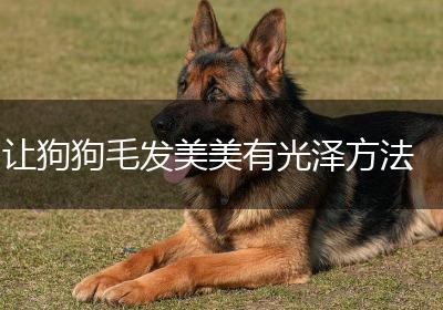 让狗狗毛发美美有光泽方法