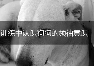 训练中认识狗狗的领袖意识
