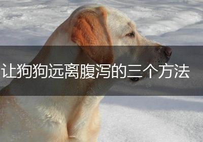 让狗狗远离腹泻的三个方法