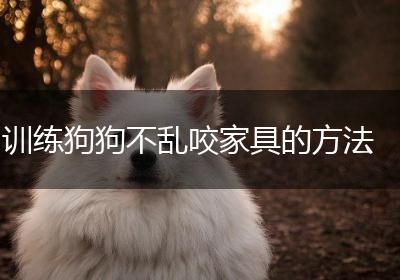 训练狗狗不乱咬家具的方法
