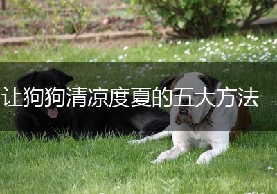 让狗狗清凉度夏的五大方法