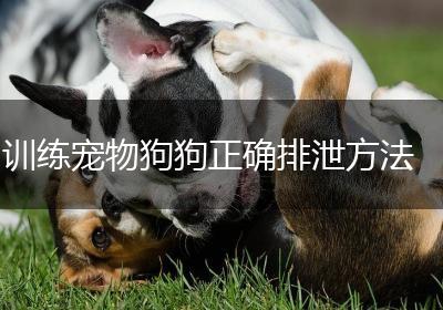 训练宠物狗狗正确排泄方法