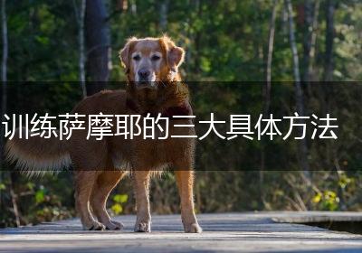 训练萨摩耶的三大具体方法