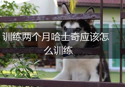 训练两个月哈士奇应该怎么训练
