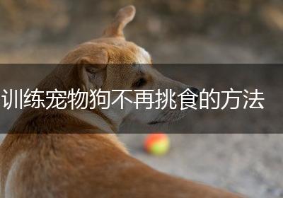 训练宠物狗不再挑食的方法