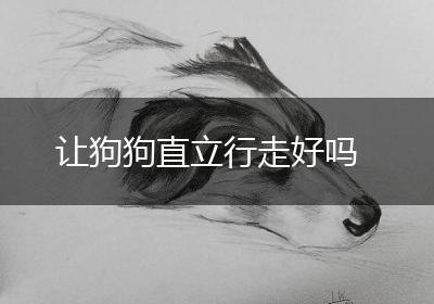 让狗狗直立行走好吗