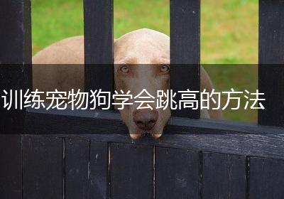 训练宠物狗学会跳高的方法