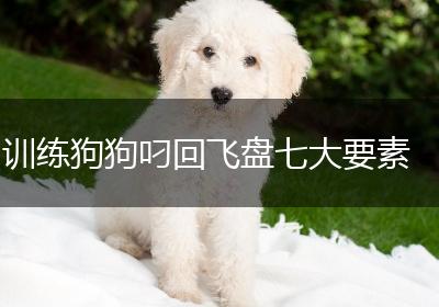 训练狗狗叼回飞盘七大要素